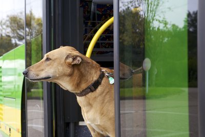 A dog standing in the door of a STOAG bus