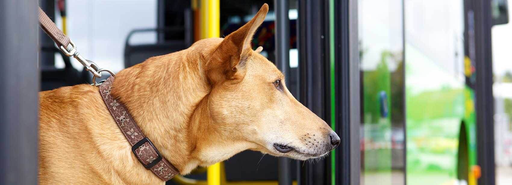 Mitnahme von Hunden bei der STOAG
