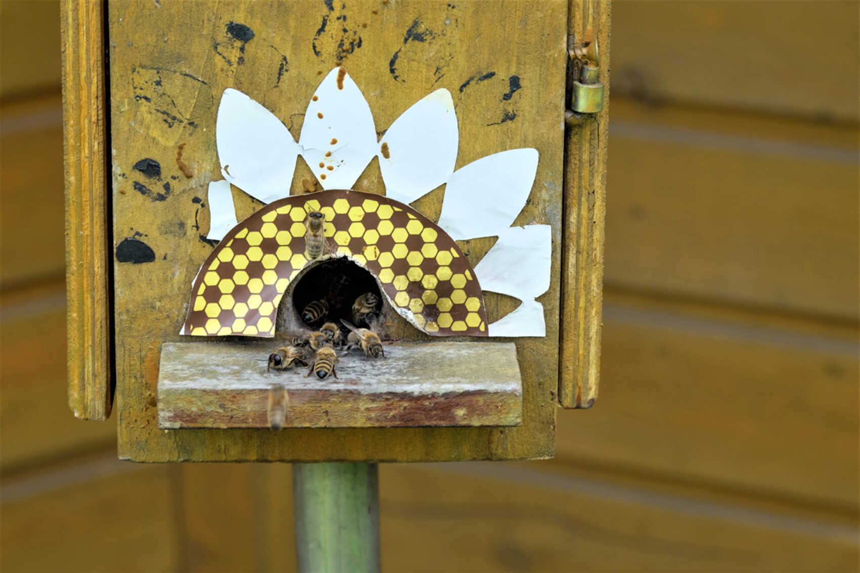 Honigbienen krabbeln aus dem Eingang eines keinen Bienenstocks