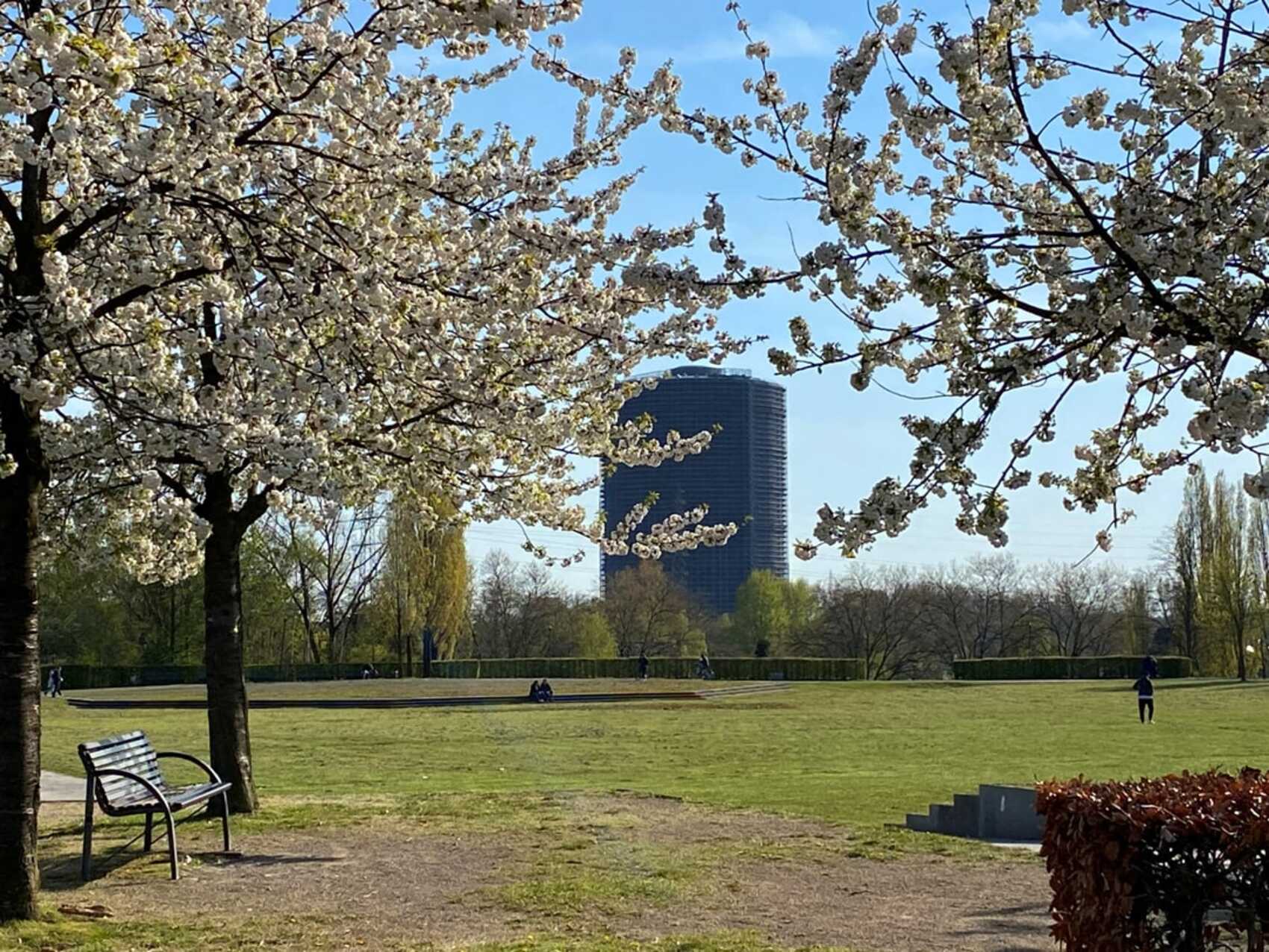 Blühende Obstbäume im Olga-Park mit dem Gasometer im Hintergrund