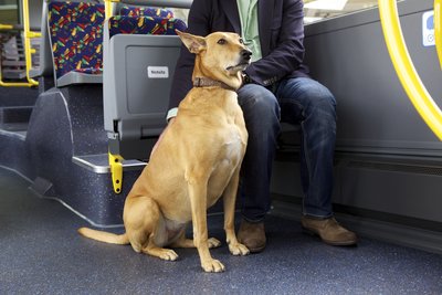 A dog sitting next to its owner in a STOAG bus