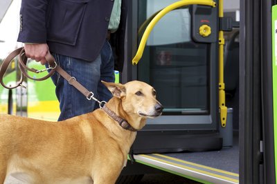 A man stands with his dog in front of the open door of a STOAG bus